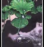 Osho-Zen-55