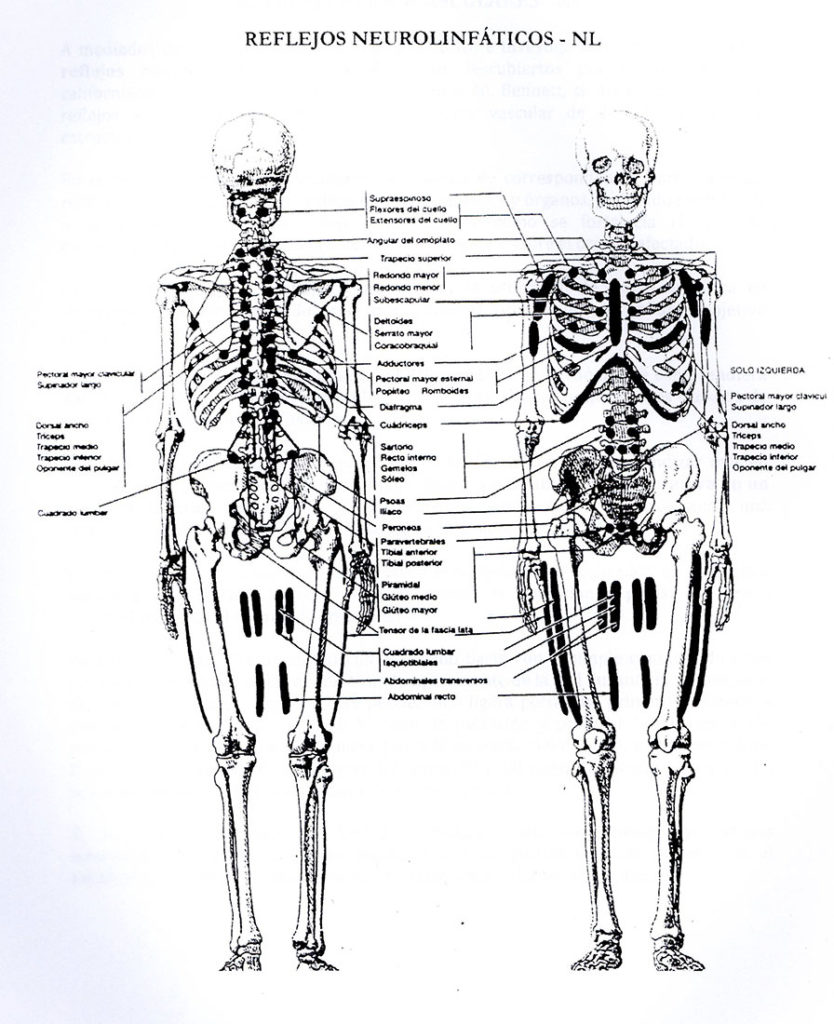 Puntos-neuro-linfaticos-esqueleto